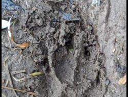 Diduga Jejak Harimau Sumatera di Danau Kembar Kabupaten Solok