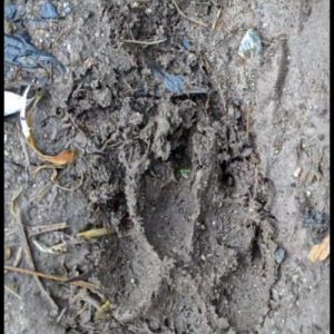 Diduga Jejak Harimau Sumatera di Danau Kembar Kabupaten Solok