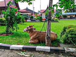 Penangkapan Pencuri Ternak di Apresiasi Warga Labuhan Kabupaten Agam
