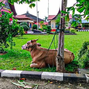 Penangkapan Pencuri Ternak di Apresiasi Warga Labuhan Kabupaten Agam