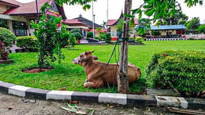 Penangkapan Pencuri Ternak di Apresiasi Warga Labuhan Kabupaten Agam