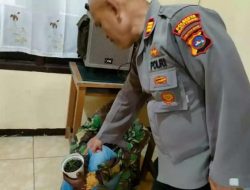 Pria di Agam Tanam Ganja Dalam Pot di Pekarangan Rumah Berhasil diamankan Polsek Tilatang Kamang dan Polresta Bukittinggi