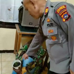 Pria di Agam Tanam Ganja Dalam Pot di Pekarangan Rumah Berhasil diamankan Polsek Tilatang Kamang dan Polresta Bukittinggi