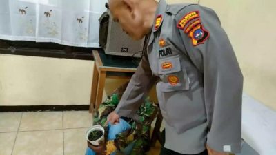 Pria di Agam Tanam Ganja Dalam Pot di Pekarangan Rumah Berhasil diamankan Polsek Tilatang Kamang dan Polresta Bukittinggi