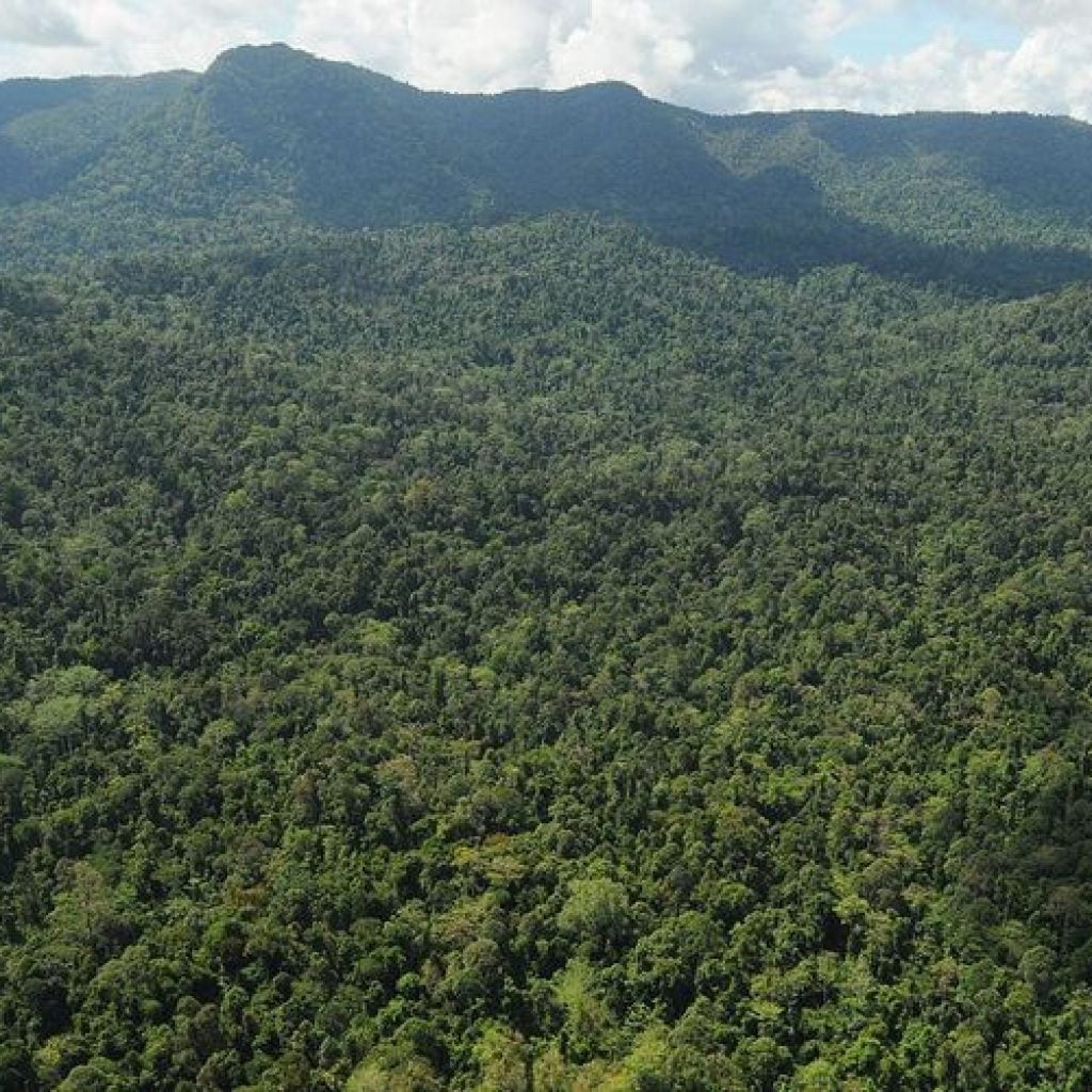 Kisah Perantau Minang Berkuasa di Pedalaman Hutan Kalimantan Hingga Dirikan Kerajaan