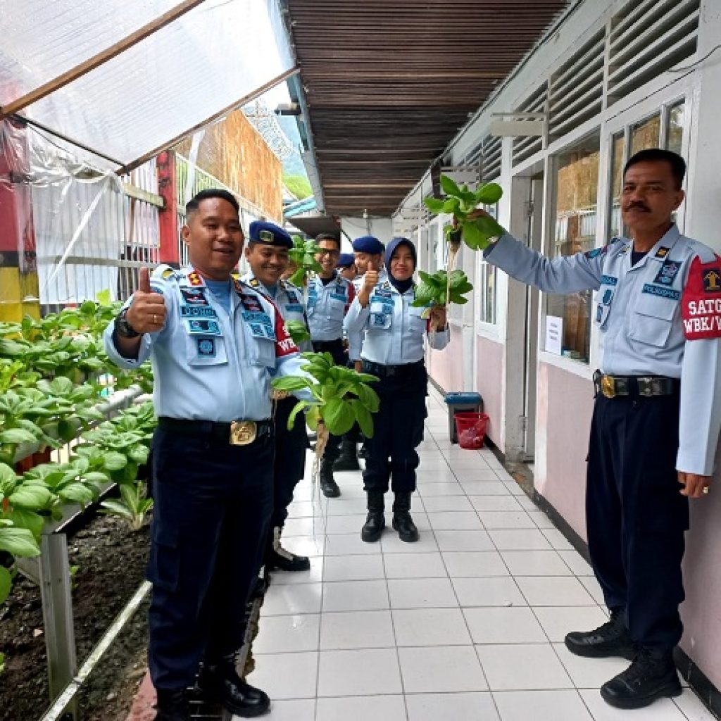 Panen raya Tanaman Hidroponik sawi di Lokasi Minimalis LAPAS kelas III Talu