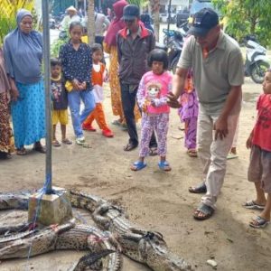 Polsek Tanjung Mutiara Amankan Enam Ekor Buaya yang Ditangkap Warga