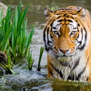 Tentang Inyiak Balang dalam kepercayaan Masyarakat Minang