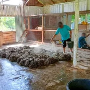 Warga Binaan Lapas Terbuka Kelas IIB Pasaman Antusias Mengikuti Pelatihan Budidaya Jamur