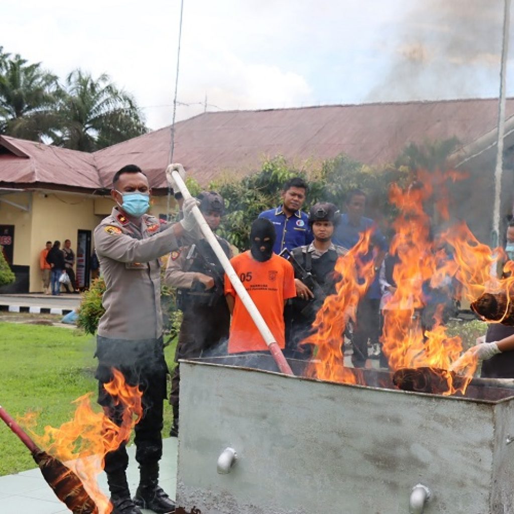 Wakapolres Pimpin Pemusnahan Barang Bukti Narkotika Jenis Ganja di Mapolres Pasaman Barat