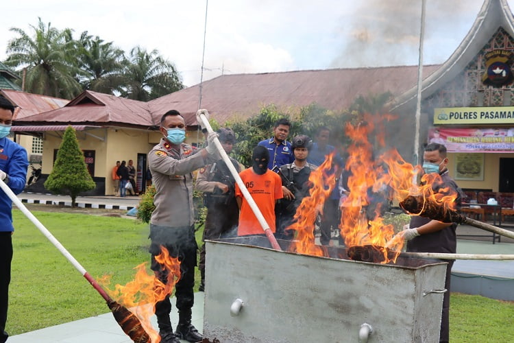 Wakapolres Pimpin Pemusnahan Barang Bukti Narkotika Jenis Ganja di Mapolres Pasaman Barat (2)