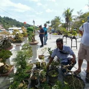 Bonsai Harga Rp50 Ribu Hingga Rp80 Juta Ada di Festival Bonsai Muaro Padang