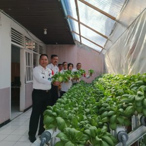 Untuk kesekian kalinya Tanaman Hidroponik Lapas kelas III Talu berhasil Panen Budi Daya Tanaman Pakcoy dengan kualitas Terbaik