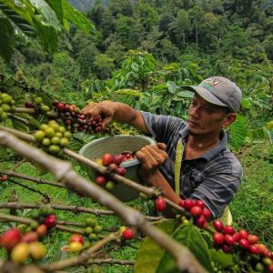 Kopi Robusta di Hutan Kota Padang