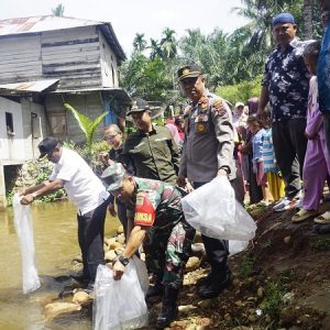 Tebarkan 10.000 Benih Ikan Nila Di Batang Gunung Kecamatan Lembah Melintang, Wabup Risnawanto Minta Masyarakat Jaga Ekosistem Sungai