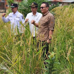 Wabup Risnawanto Dampingi Direktur Buflo Dirjen Hortikultura Lakukan Kunjungan Ke Petani Padi Gogo Di Jorong Situak Barat Lembah Melintang