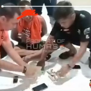 Aligator Tangkap Boneng Di Tunggul Hitam, Padang