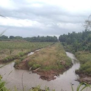 Banjir Rendam Lahan Petani Air Bangis Pasbar, Pemkab Lakukan Mediasi dan Tinjau Lapangan