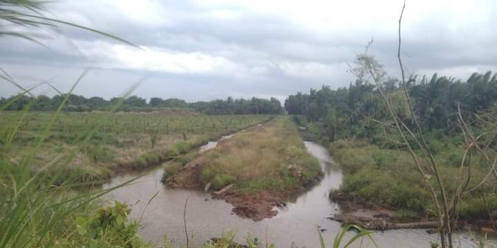 Banjir Rendam Lahan Petani Air Bangis Pasbar, Pemkab Lakukan Mediasi dan Tinjau Lapangan
