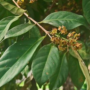 Manfaat Daun Salam, Tumbuhan Herbal dengan Segudang Khasiat