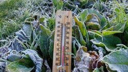 Dieng Kembali Diselimuti Embun Es, Suhu Mencapai Minus 1,2 Derajat Celcius!