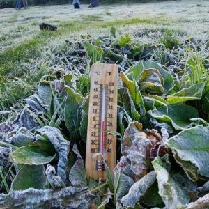 Dieng Kembali Diselimuti Embun Es, Suhu Mencapai Minus 1,2 Derajat Celcius!