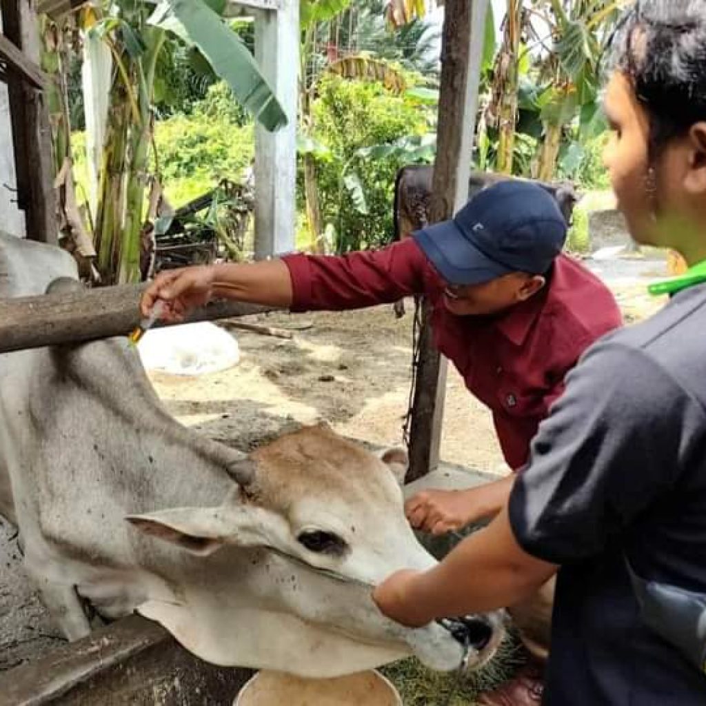 Pemeriksaan Kesehatan Hewan Kurban di Kota Pariaman Sambut Idul Adha 2024
