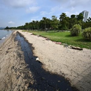 Tumpahan Minyak Cemari Perairan Sentosa, Biota Laut dan Wisata Terancam!