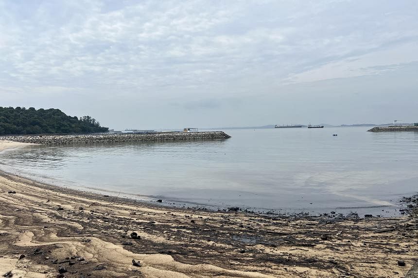 Tumpahan Minyak Cemari Perairan Sentosa, Biota Laut dan Wisata Terancam!