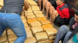 Gagalkan Penyelundupan 500 Kilogram Ganja di Pasaman, BNNP Sumbar Amankan 4 Pelaku