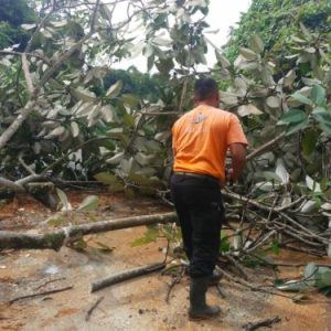 Jalan ke Pantai Air Manis Padang Terhalang Akibat Pohon Tumbang dan Longsor