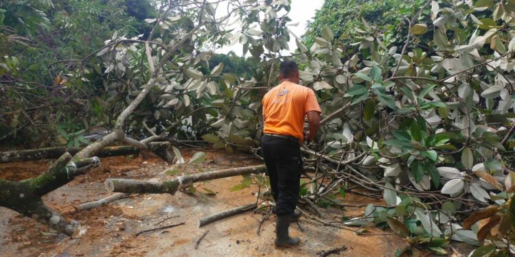 Jalan ke Pantai Air Manis Padang Terhalang Akibat Pohon Tumbang dan Longsor