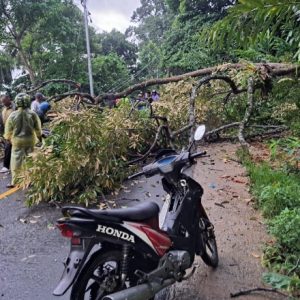 Cuaca Ekstrem di Padang: 10 Lokasi Pohon Tumbang Ganggu Akses Jalan