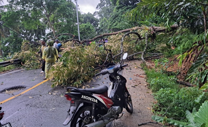 Cuaca Ekstrem di Padang: 10 Lokasi Pohon Tumbang Ganggu Akses Jalan