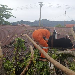 Pohon Tumbang Lumpuhkan Akses Jalan dan Fasilitas Publik di Padang
