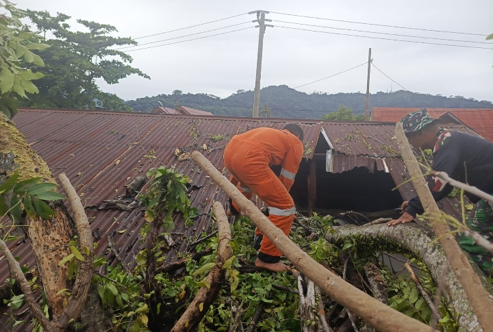 Pohon Tumbang Lumpuhkan Akses Jalan dan Fasilitas Publik di Padang