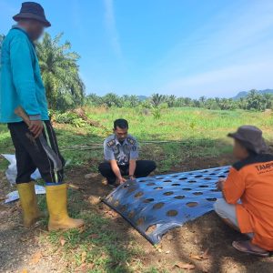 Budidaya Kacang Tanah di Lapas Terbuka Pasaman: Kasubag TU Dampingi WBP dalam Pemasangan Plastik Mulsa