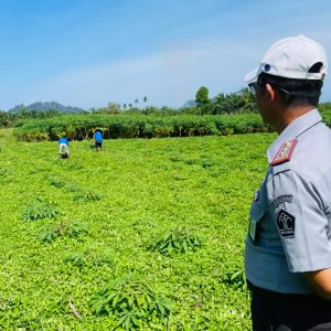 Fokus Tingkatkan Ketahanan Pangan, Kalapas Terbuka Pasaman Pantau Budidaya Singkong Hybrida Madu di Lahan SAE