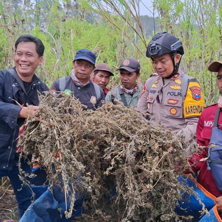 Ladang Ganja Gunung Semeru: Fakta Janggal dan Misteri Pemilik Lahan Masih Menggantung