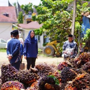 Bupati Dharmasraya Tanggapi Keluhan Petani Sawit Soal Potongan Timbangan TBS yang Merugikan