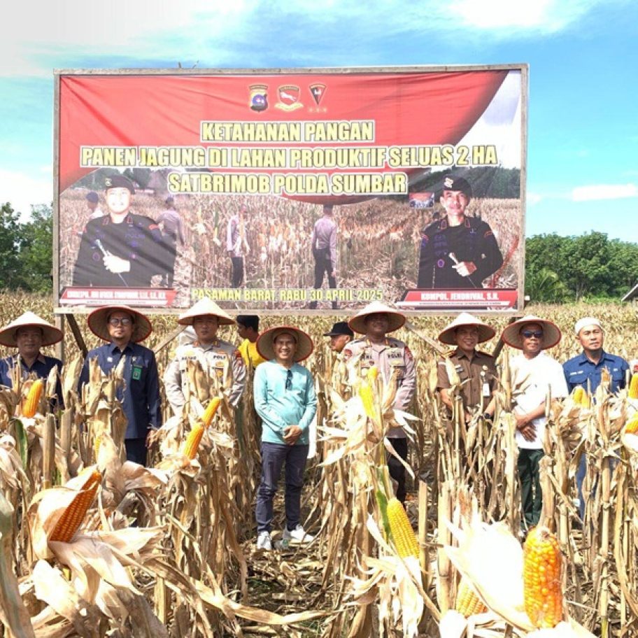 Satbrimob Polda Sumbar Panen Jagung di Pasbar, Bukti Nyata Dukung Ketahanan Pangan