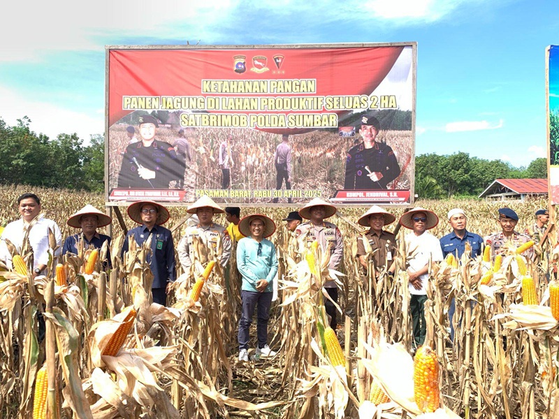 Satbrimob Polda Sumbar Panen Jagung di Pasbar, Bukti Nyata Dukung Ketahanan Pangan
