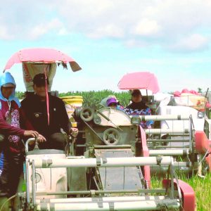 Wabup Pasbar dan Petani Sialang Jaya Panen Raya Padi, Bukti Nyata Swasembada Pangan Sumbar