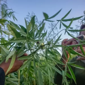 Heboh Penemuan Tanaman Mirip Ganja di Pekanbaru, Polisi Lakukan Uji Labfor