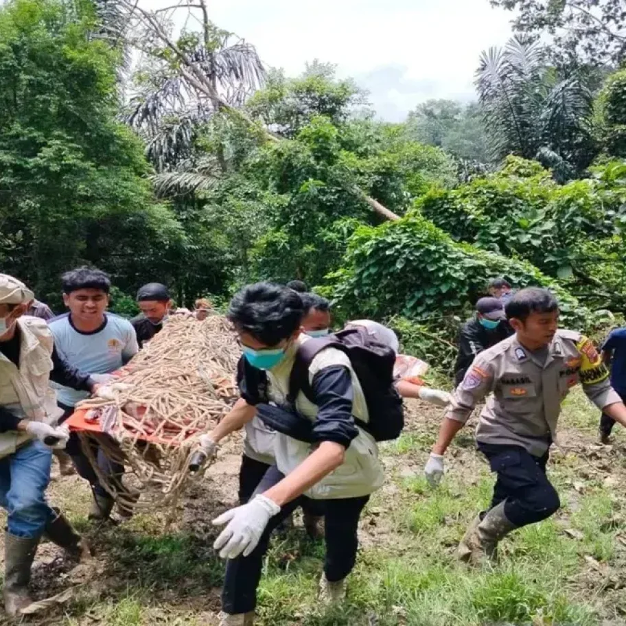 11 Kasus Konflik Harimau dan Beruang Terjadi di Agam, Ini Respons BKSDA