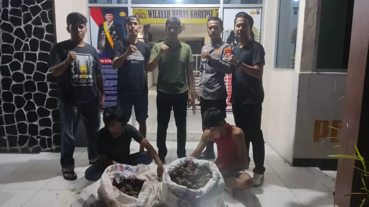 Dua Pencuri Getah Gambir Ditangkap di Lengayang