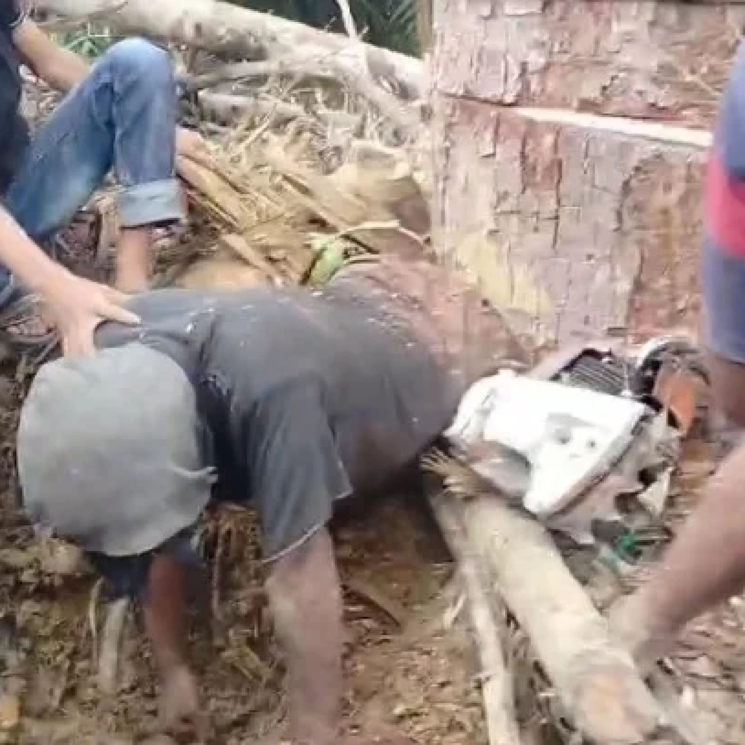 Kaki Terjepit Pohon Saat Bekerja, Warga Solok Selatan Dievakuasi Dramatis
