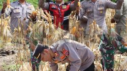 Polres Kep Mentawai Dorong Ketahanan Pangan Melalui Panen Jagung di Desa Sipora Jaya