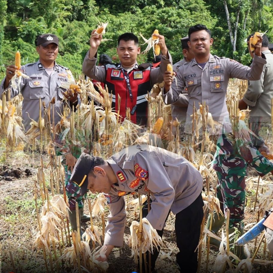 Polres Kep Mentawai Dorong Ketahanan Pangan Melalui Panen Jagung di Desa Sipora Jaya