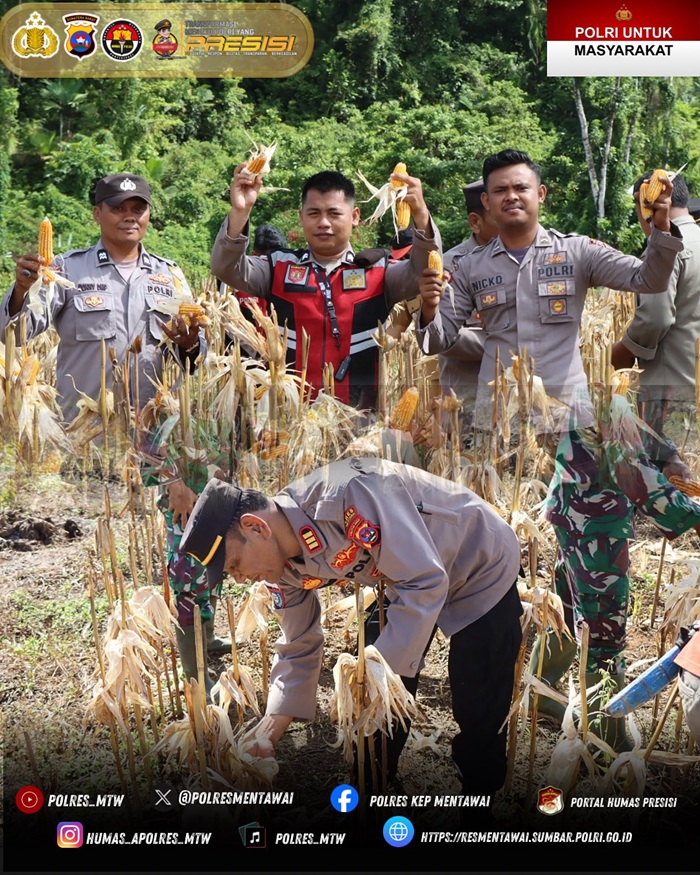 Polres Kep Mentawai Dorong Ketahanan Pangan Melalui Panen Jagung di Desa Sipora Jaya